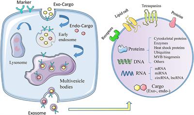 Therapeutic Exosomes in Prognosis and Developments of Coronary Artery Disease